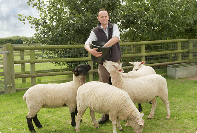 A young farmer stands in a field, holding a bucket of feed while feeding a flock of sheep.